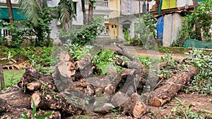 fallen and sawn tree in a tropical country