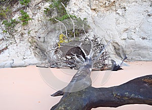 A Fallen Sea Mahua Tree against Limestone Rock at Sitapur Beach, Neil Island, Andaman, India - Tsunami Disaster