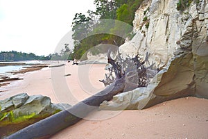 Fallen Sea Mahua Tree with Limestone Rocks and Sandy Beach - Remains of Tsunami - Sitapur, Neil Island, Andaman, India