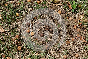 Fallen seeds of a Tamanu tree on the grassy ground photo