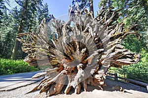 Fallen Sequoia in Mariposa Grove, Yosemite National Park photo