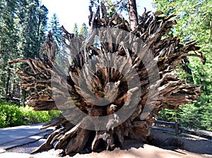 Fallen sequoia tree in Yosemite National Park, California