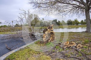 Fallen Snag, Rotten Log