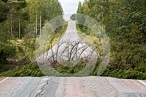 Fallen spruce tree blocking an asphalt road in Finnish countryside