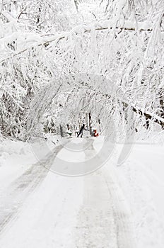 Fallen tangle of snow covered trees across road in winter snow storm.