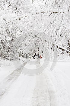 Padlý spleť z sníh pokrytý stromy přes cesty v zimě sníh bouře 