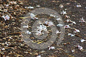 Fallen trampled oleander flowers on walkway path in late summer