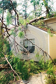 Fallen Tree