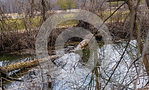 Fallen tree across stream in forest