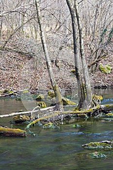 A fallen tree along the Golyama Kamchia River