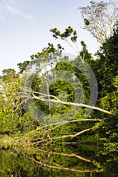 A fallen tree along a river