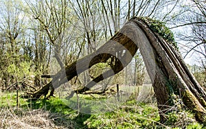 Fallen tree arch