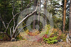 Fallen tree and autumn colors in Stolby National Park