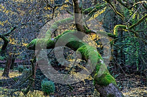 Fallen tree in an autumn forest in the Dandenong Ranges, Australia.