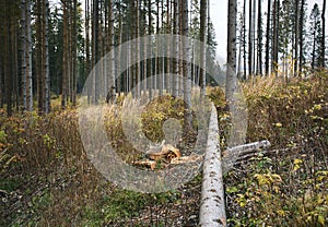 Fallen tree in the autumn high forest