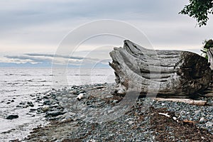 Fallen tree on a beach