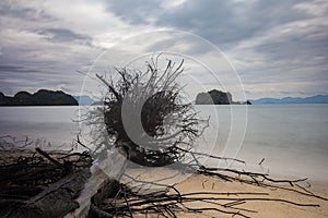 Fallen tree on the beach of Pantai Tanjung Rhu on the malaysia island Langkawi. Clouds over the bay. Silky water. Silk effect in