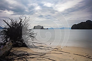 Fallen tree on the beach of Pantai Tanjung Rhu on the malaysia island Langkawi. Clouds over the bay. Silky water. Silk effect in