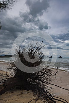 Fallen tree on the beach of Pantai Tanjung Rhu on the malaysia island Langkawi. Clouds over the bay. Silky water. Silk effect in