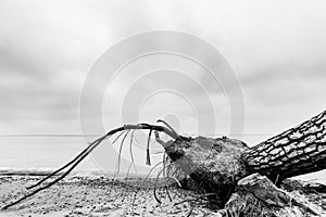 Fallen tree on the beach after storm. Sea black and white