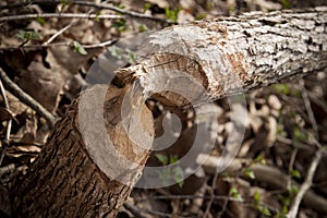 Fallen tree from a beaver chewing it down