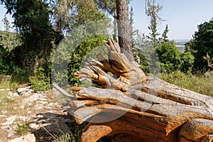 A fallen tree with a bird carved on the trunk in the Totem park in the forest near the villages of Har Adar and Abu Ghosh photo