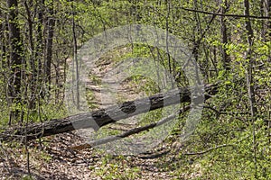Fallen tree blocking the dirt road