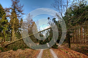 Fallen tree blocking path