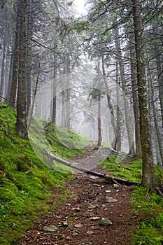 Fallen tree blocks a path among moss in a foggy coniferous mountain forest