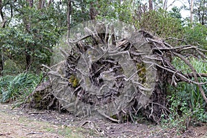 Fallen Tree blown over by strong wind