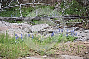 fallen tree Blue Bonnets and decomposed granite