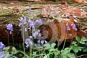 Fallen tree and bluebells