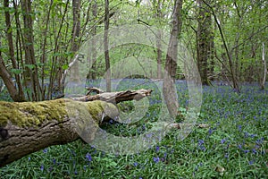 A fallen tree and bluebells during the spring in pinsley Woods, Oxfordshire, UK