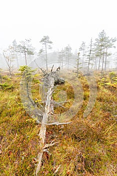 Fallen tree on a bog