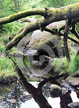 Fallen tree with branches around a large boulder