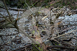 Spadnutý strom s konármi na turistickom chodníku v Národnom parku Slovenský raj