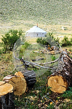 A fallen tree, branches near the traditional home of the nomadic peoples of Mongolia - a yurt