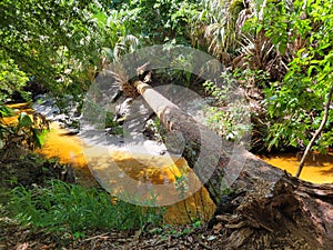 Fallen tree bridge over a swampy creek. Florida outdoors