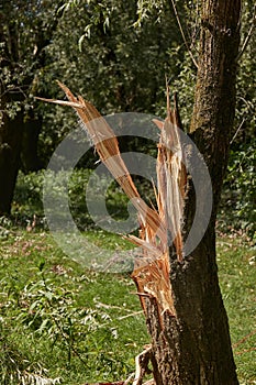 Fallen tree broken in the trunk