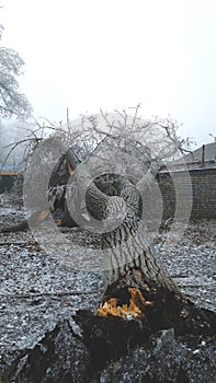 Fallen tree on a building in winter