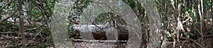 Fallen tree is bushland