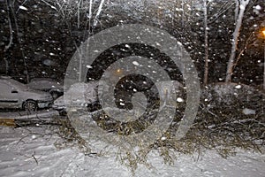 Fallen tree in a car parking