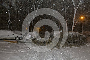 Fallen tree on the street