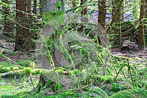 Fallen tree covered with green moss