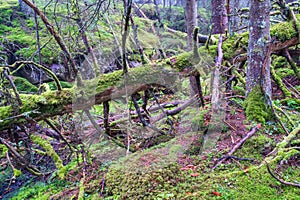 Fallen tree covered with green moss in the woodland