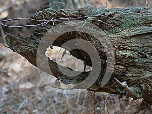 Fallen Tree Cracked and Weathered with a Hole to See Through and Moss Growing on it