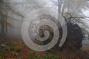 A fallen tree in the Crimea autumn foggy forest