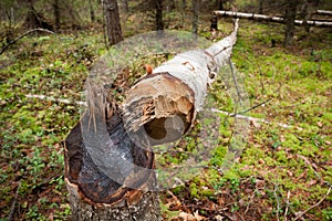 Fallen tree cut by beaver