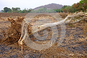 Fallen tree damaged by natural wind storm outdoor