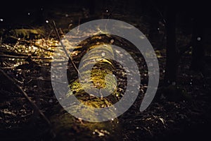 Fallen tree in a dark forest with green moss. Mystical forest
